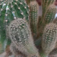 فروش گل طبیعی|گل و گیاه طبیعی|مشهد, شهید شهریاری|دیوار