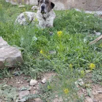سگ افغانی