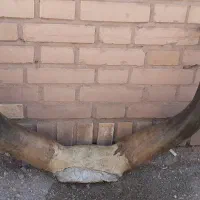 شاخ گاو میش اصل