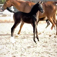 کارگر اسطبل سرایدار