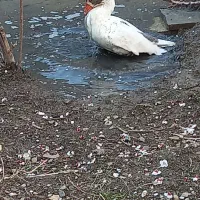 غاز نر معاوضه با مرغ