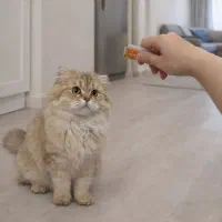 گربه اشرافی