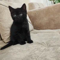 بریتیش ماده