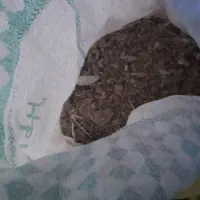 زیل کبوتر