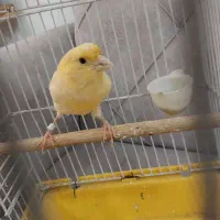 قناری ماده بلند  فروش یا معاوضه