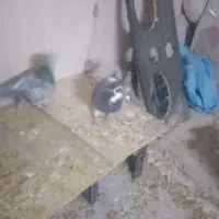 اسباب بازی کبوتر