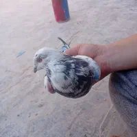 سه عدد کفتر گرفتنی|پرنده|قم, شهرک فاطمیه|دیوار