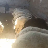 بره|حیوانات مزرعه|بوکان, |دیوار