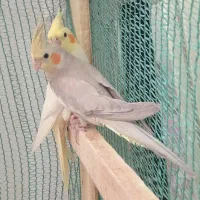 عروس هلندی نر و ماده