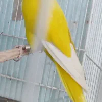 ماده راهب کارداده ،جوجه دستی