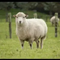 رهن و اجاره دامداری