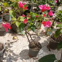 ((فروش گل های کاغذی رنگ های خاص))
