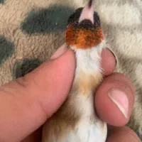 سهره نر محاجر رخ قفل