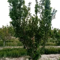 فروش-باغچه-400مترسند-تک-برگ-انواع-درختان-میوه