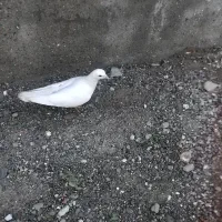 کبوتر درجای|پرنده|میناب, |دیوار