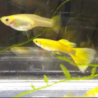 گوپی مولی سواتر