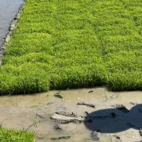 توم نشا هاشمی و کاظمی قالبی ۲۰۰ تومن