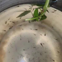 بچه ماهی گوپی|ماهی|تهران, چهارصد دستگاه|دیوار