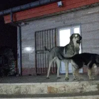 گمشده ها|حیوانات|زنجان, |دیوار