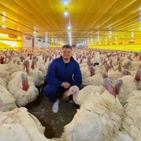 انواع جوجه تخمگذار و گوشتی عمده