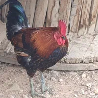 مرغ و خروس محلی|حیوانات مزرعه|شیراز, محمدیه|دیوار