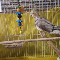 طوطی عروس  ماده