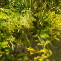 زمین تجاری و زراعی