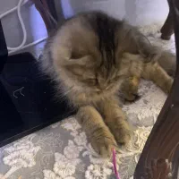 گربه اسکارتیس|گربه|قم, دانش|دیوار