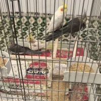 عروس هلندی|پرنده|فارسان, |دیوار