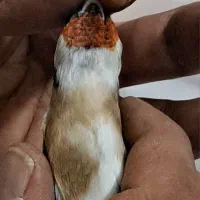 سرسیاه کرواتی گل بلند منطقه سرحد