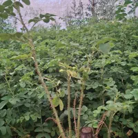 گلدان گل محمدی|گل و گیاه طبیعی|کاشان, استرک|دیوار