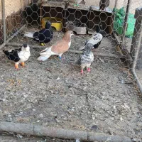 کفتر|پرنده|مشهد, ایوان|دیوار