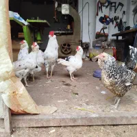 مرغ گلین|حیوانات مزرعه|خان ببین, |دیوار