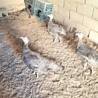 فروش بوقلمون بالغ جوان برنز تازه تخم ،بالای ۸۵درصد|حیوانات مزرعه|رودشت (اصفهان), |دیوار