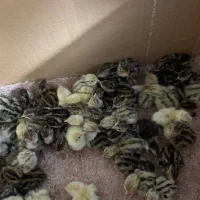 فروش جوجه بلدرچین