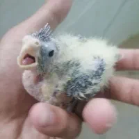 جوجه عروس سرلاکی|پرنده|قائن, |دیوار