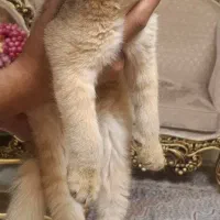 گربه اسکاتیش ۳ماهه|گربه|تبریز, |دیوار