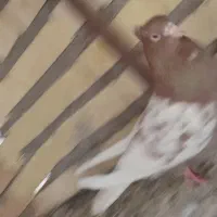 کبوتر رنگی ماده|پرنده|شوشتر, |دیوار