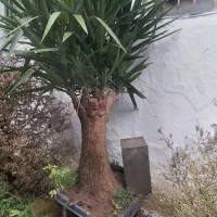 یوکا بزرگ وبنسای قطور،وگلدان۳/۵،گلدان ۱۰و سطل۱۲|گل و گیاه طبیعی|رحیمآباد, |دیوار