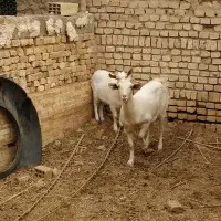 یک عدد بز شیری با یک کره