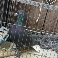 زاغ دمسفید نر