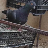 کفتر|پرنده|سپیدان, |دیوار