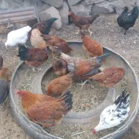 مرغ و خروس ۳ ماهه