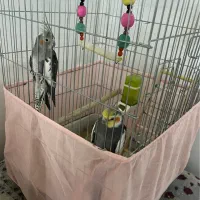 عروس هلندی خونگی و سرحال