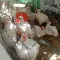 سلام جوجه گوشتی 1900تا2کیلو