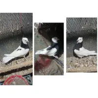 طوقی|پرنده|بندرعباس, |دیوار