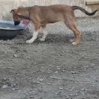 واگذاری توله ۴ماهه|سگ|مشهد, صیدآباد|دیوار