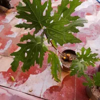 نهال انجیر|گل و گیاه طبیعی|کازرون, |دیوار