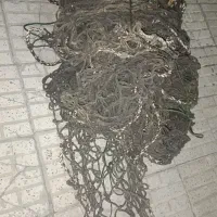 تور مخصوص ماهی گیری وباربری