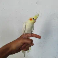 عروس